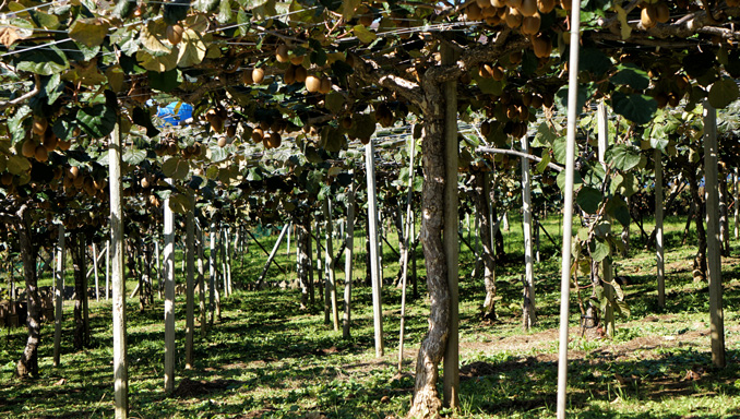若月農園の様子