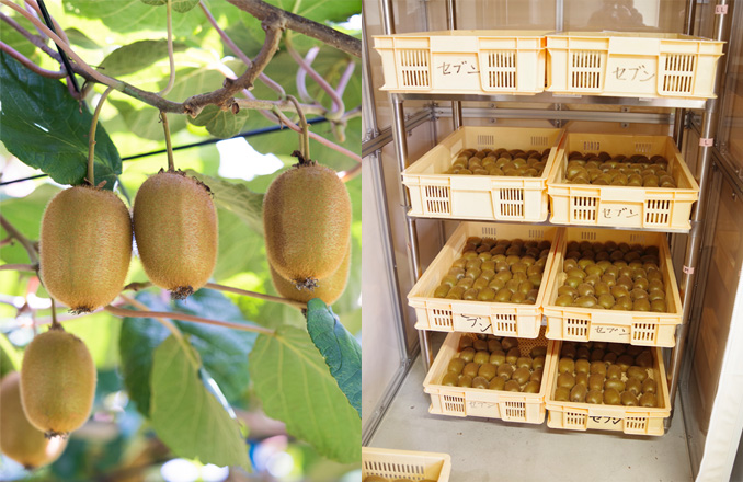 追熟加工の様子